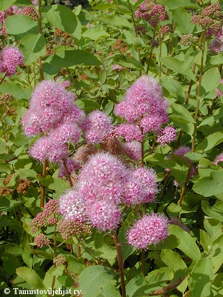 Spiraea x watsoniana'Kruunu', kuninkaanangervo